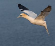 northerngannet19042711_2_small