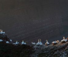 northerngannet1904271_2_small