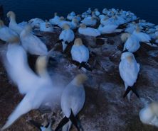 northerngannet1904273_2_small