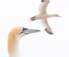 northerngannet1904292_2_small