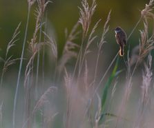 greatreedwarbler1306071_small