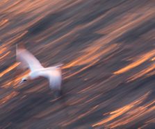 northerngannet19042719_2_small