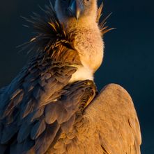 griffonvulture1311128_story