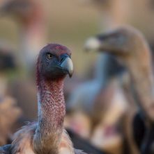 griffonvulture1311132_story