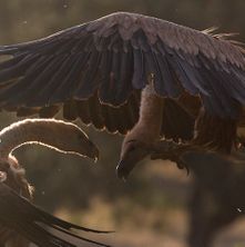 griffonvulture1311153_story