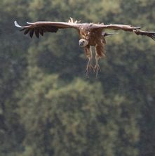 griffonvulture1704301_2story