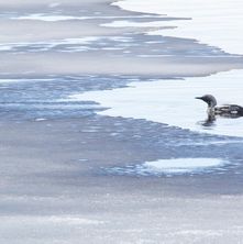 Black-throated diver