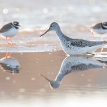 Greenshank and greater ringed plover
