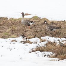 Lesser white-fronted goose