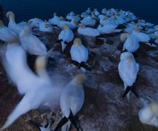 northerngannet1904273_2_small