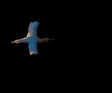 northerngannet1904284_2_small