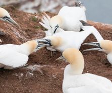 northerngannet19042912_2_small