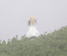 northerngannet19042917_2_small